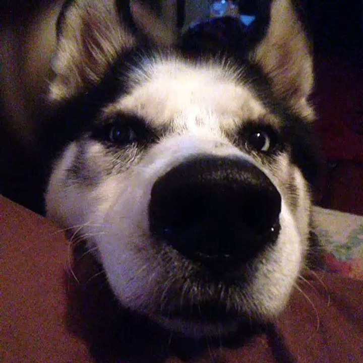 my dog