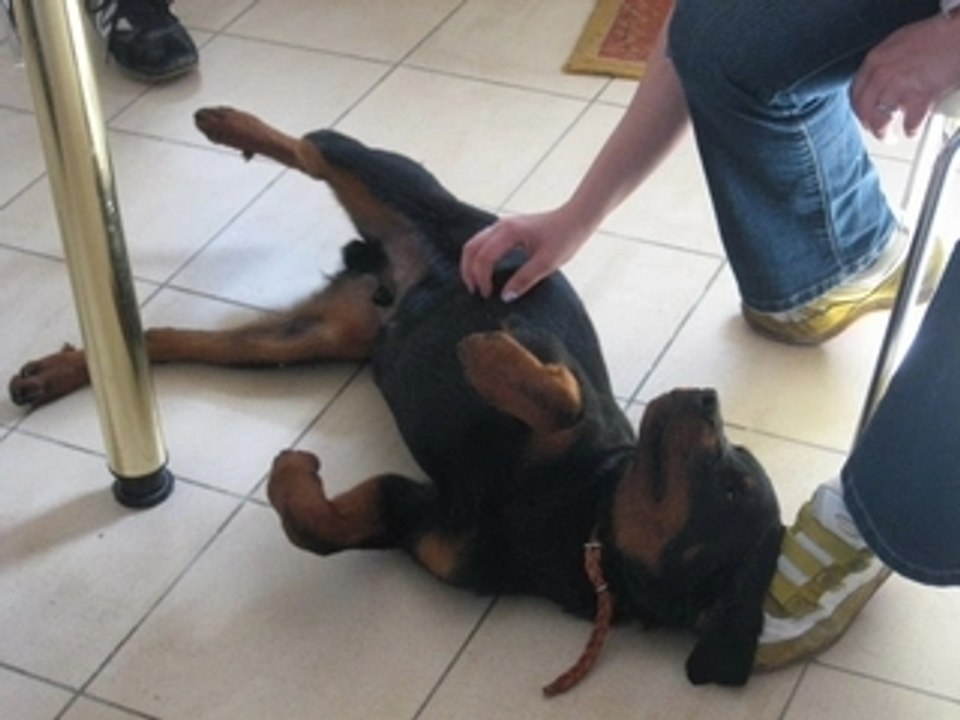 Le rottweiler