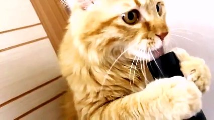 прикол!!! Котэ засасывает в пылесос