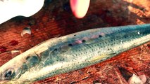BAIT FISHING: How to put PILCHARD bait on one hook STRAYLINE rig (3 ways)