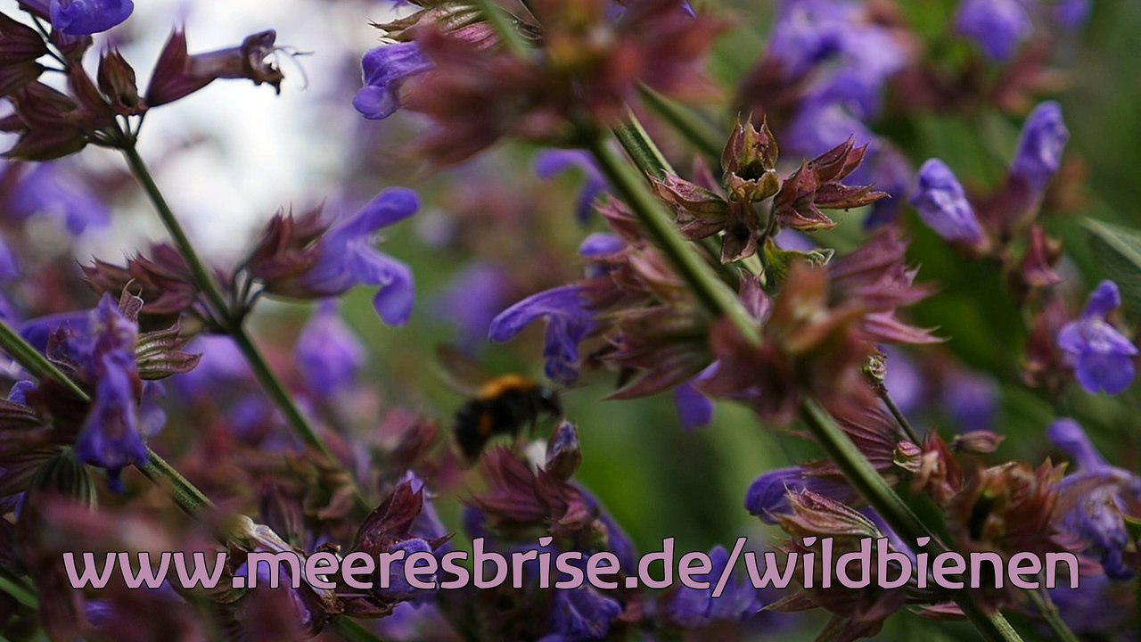 Wildbienen schützen