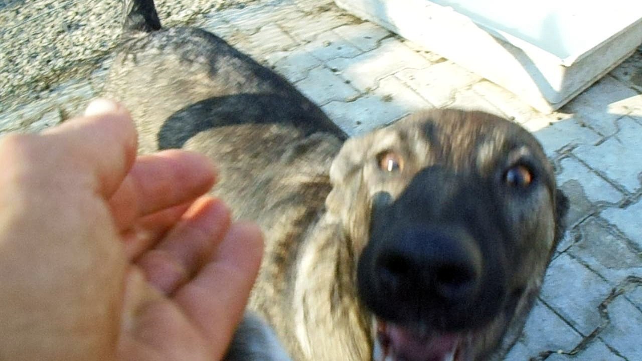 GUS