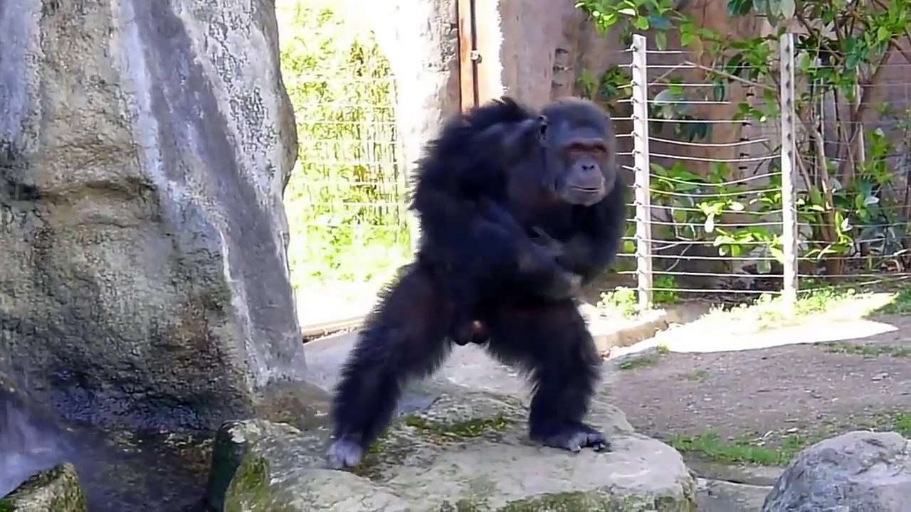 Watch Funny Video Monkeys At The Zoo - Funny Animals Compilation