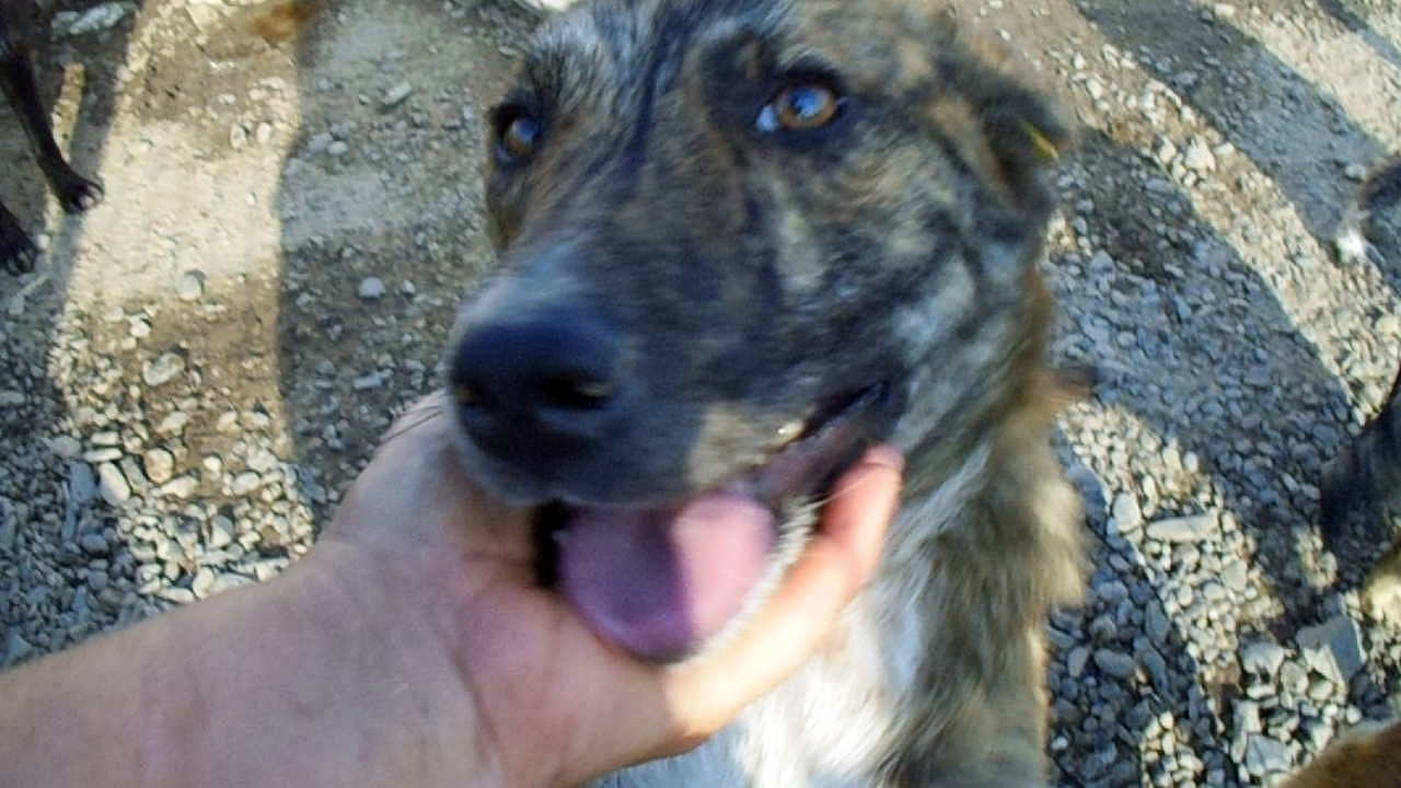 Moinesti dogs