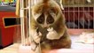 Shy Lemur Eating ( Utangaç Lemur Yemek Yerken )