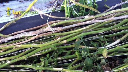 TomSystem en México Ventajas al retirado.