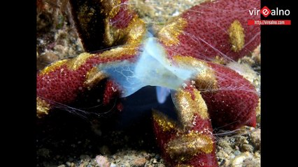 Beautiful SEA Creatures! JUST AWESOME!!!