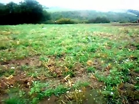 chasse lièvre , mené de 1 ariégeois et 3 beagle