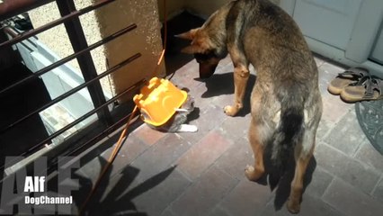 Kitty Marina after becomng prt of our familly