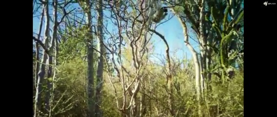 Shifaka dont drink water