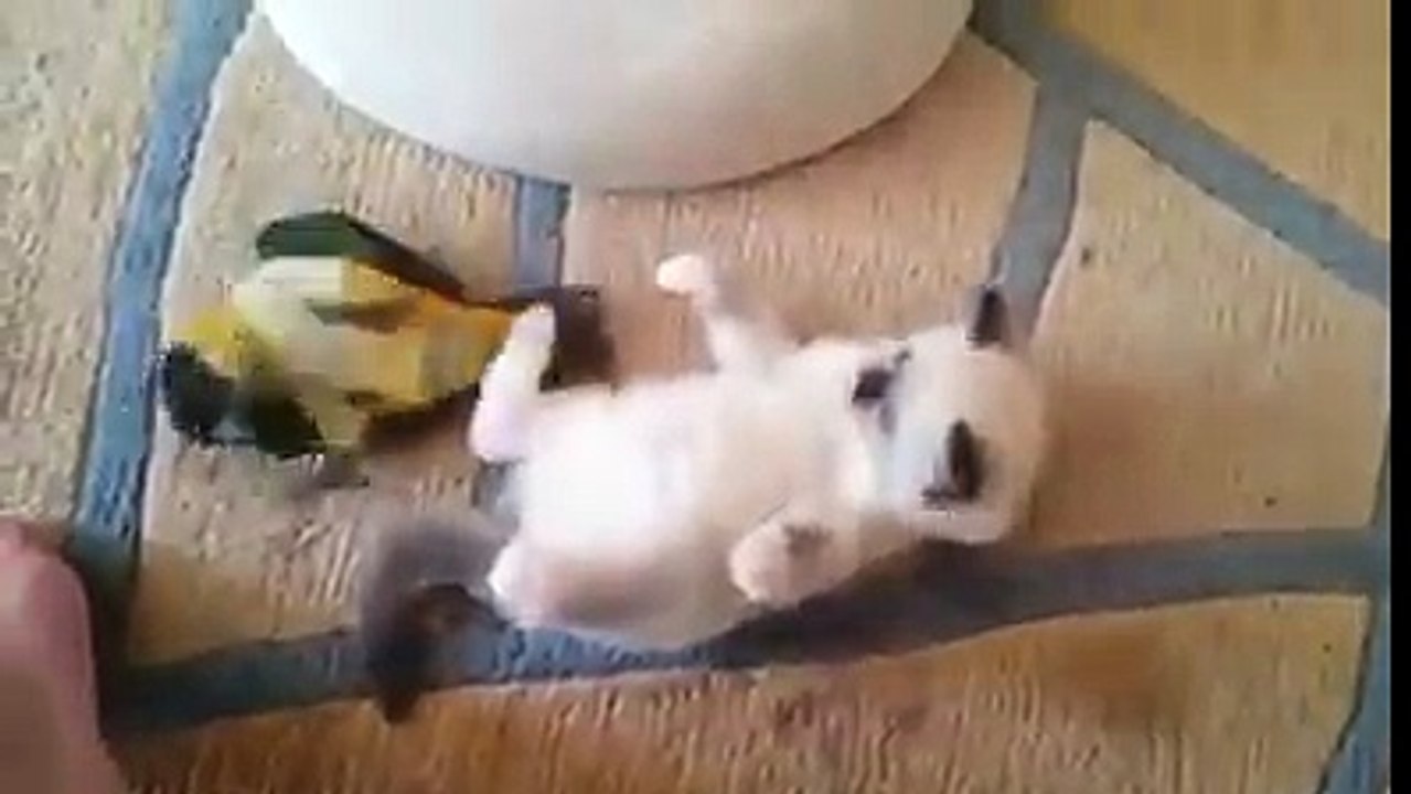 cute cat and bird fight