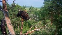 Estonia W-TE Nest Cam 25 Jun 2016 White-tailed eagles