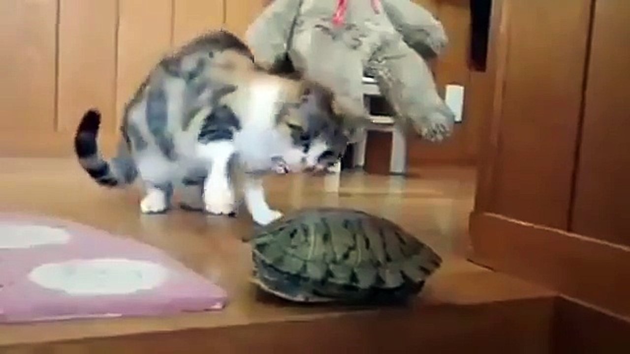 قطط