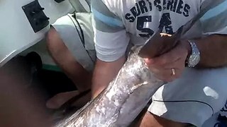 peixe de bico -- meca de 20 kg  !!