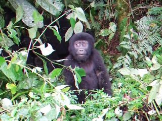 Bébé gorille se frappe le torse (Fail)