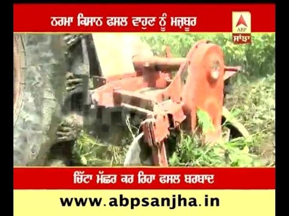 Cotton growers ploughing their crop, why?