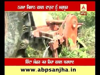 Cotton growers ploughing their crop, why?