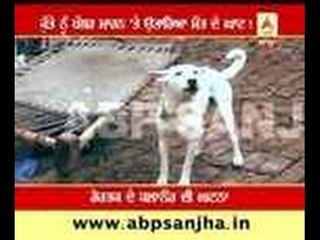 Man killed as he pelted stone at Dog !