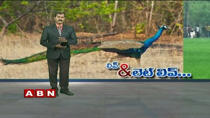 Live and Let Live | When man goes to forest, animals come to cities