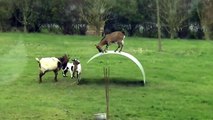 Funny baby Goats jumping Videos 2015