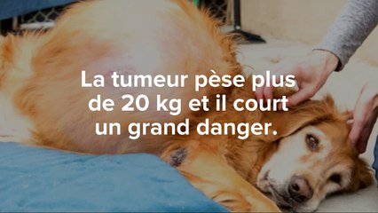 Ils trouvent un chien errant... et le sauvetage commence !