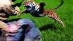 Craziest Animal Fights Caught On Camera - Most Amazing Wild Animal Attacks - YouTube