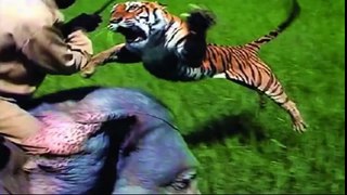 Craziest Animal Fights Caught On Camera - Most Amazing Wild Animal Attacks - YouTube