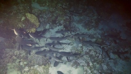 tuamotu souvenirs d'une plongée de nuit Fakarava sud