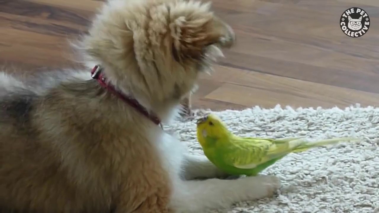 Chiot et perruche meilleurs amis : dingue