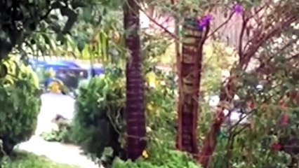 الكوارث الطبيعيه مضحك