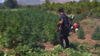 Lice' de Kenevir Tarlaları İmha Edildi