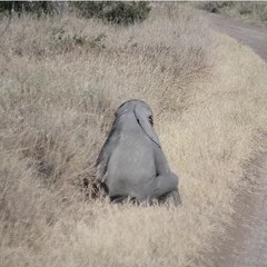 Baby elephant having fun