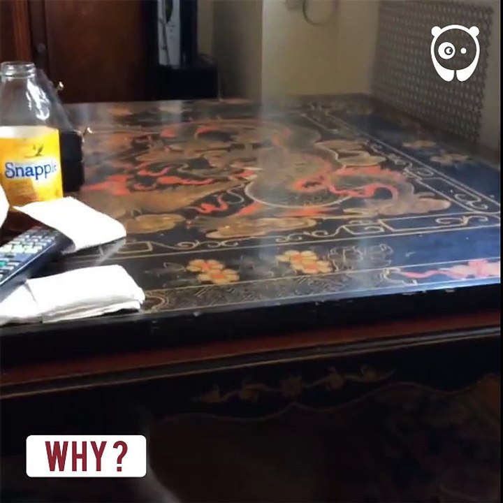 5 sahibi tarafından terkedilen kedi