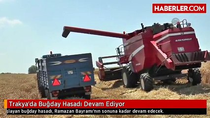 Trakya'da Buğday Hasadı Devam Ediyor