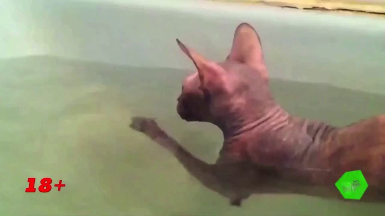 NEW FUNNY COMPILATION 2016 - 22. ЛУЧШИЕ ПРИКОЛЫ - ФЕВРАЛЬ 2015!! Śmieszne filmiki!!