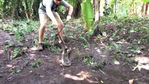 RARE FOOTAGE: KING Cobra, Attacks & Eats Spitting Cobra