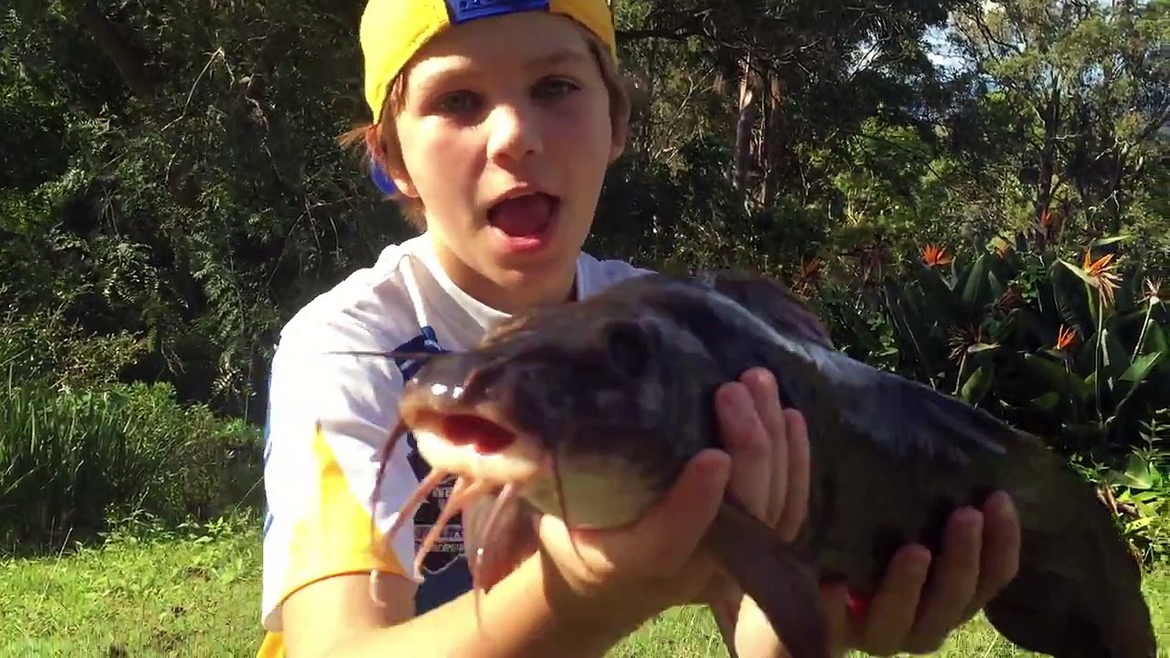 Eel-Tailed Catfish Caught BAREHANDED - Catch n Cook