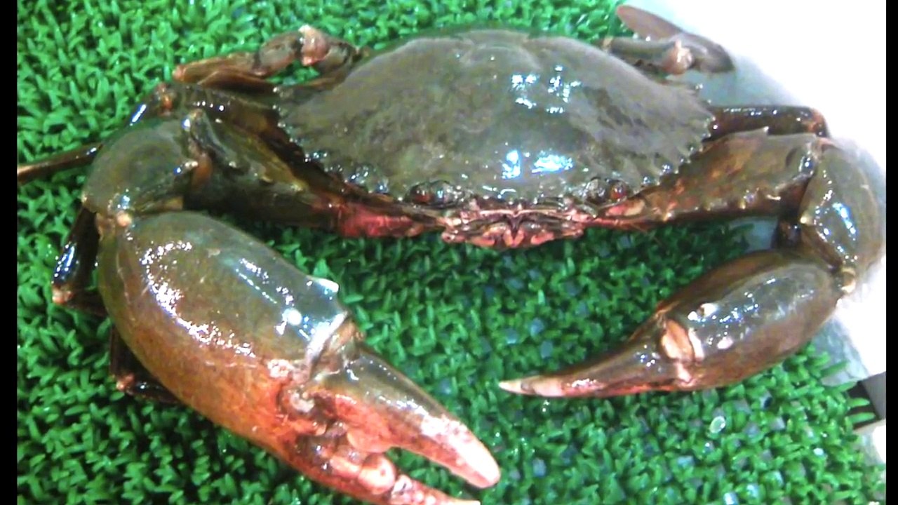 Shovel Nosed Shark Caught BARE-HANDED!