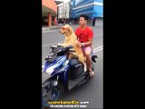 Scooter İle Sahibini Gezdiren Köpek