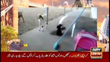 Jahan Bean 26th June 2016