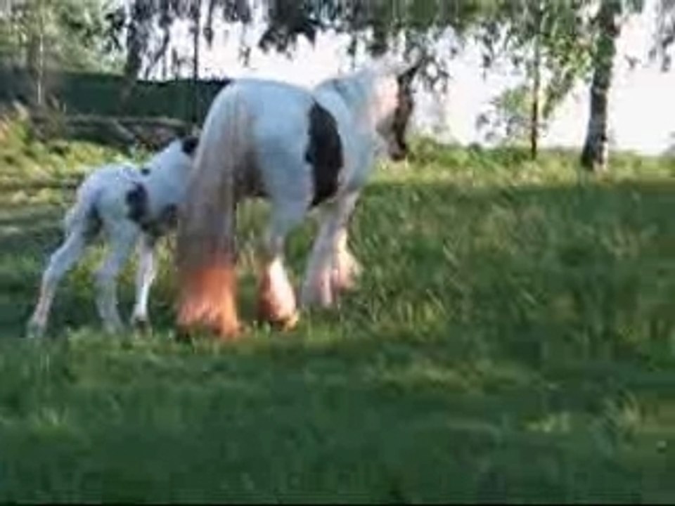 NAISSANCE DE TAÏA NET
