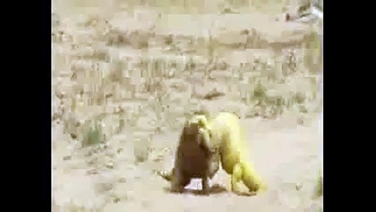 Uromastyx / lizard Funny fight
