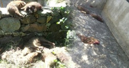 Kızgın Ayı, Domuz Sürüsünü Yok Etti