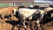 1 - Rosenbaum Feeder Cattle (Steers)