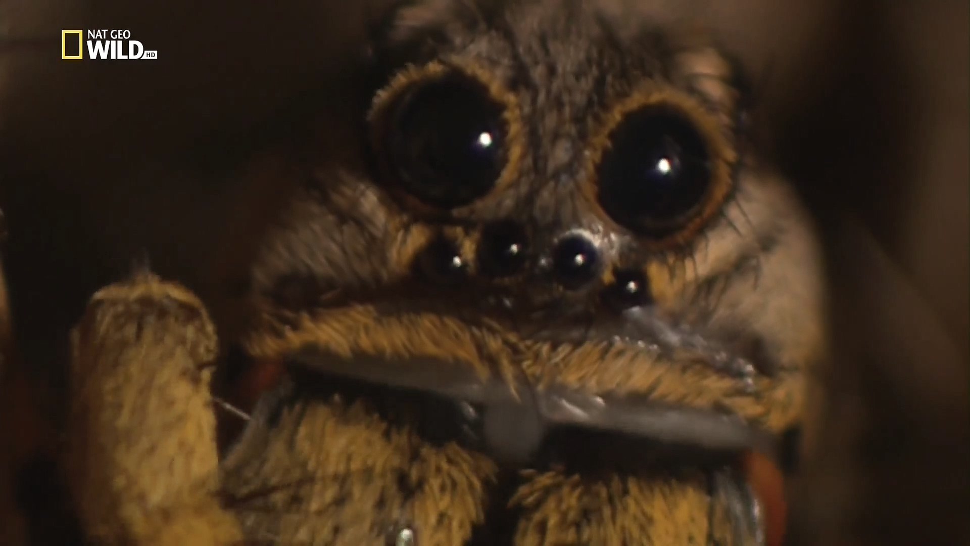 ⁣Самые опасные животные. Восьминогие убийцы