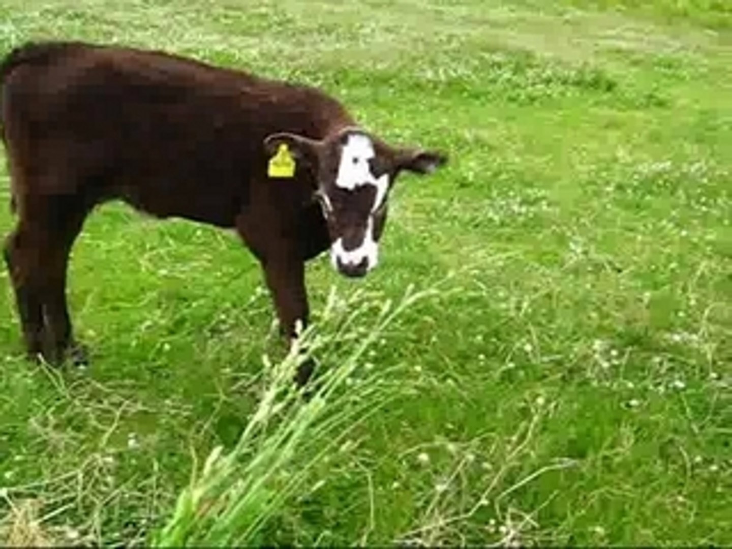 ⁣Lazy cows