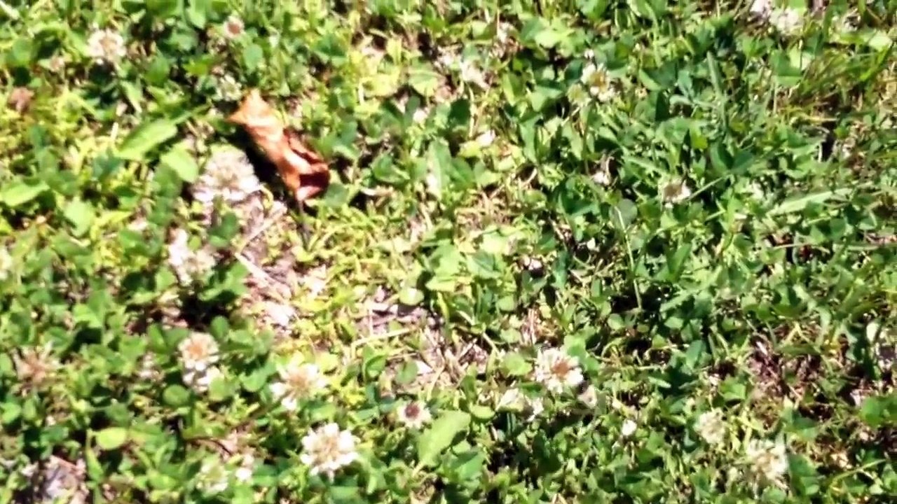 Bee