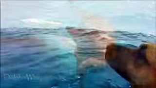 Dog sees Dolphins from boat; what happens next is heart touching! - YouTube