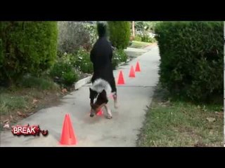 Another BEST Listening Dog in the WORLD