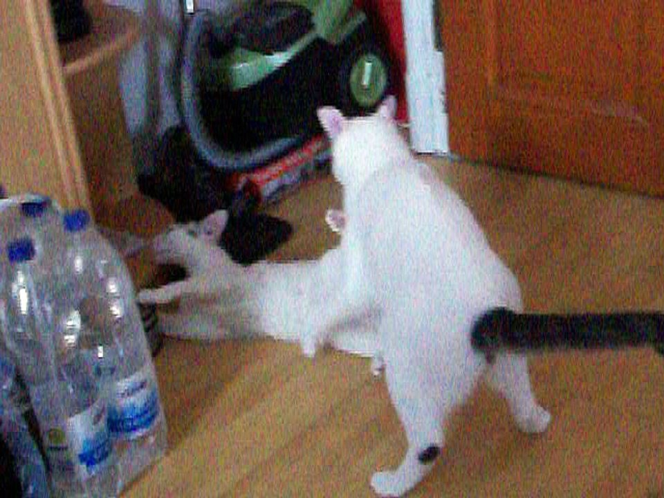 Harvey und Vinzent am 26.06.2016